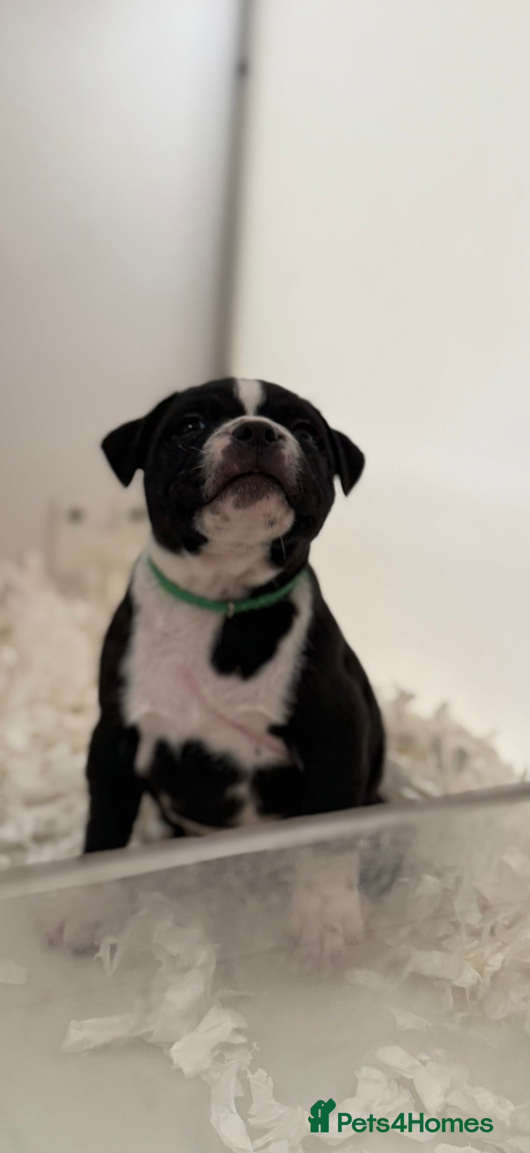 Staffordshire Bull Terrier dogs for sale: Outstanding KC blue gene carriers - Image 30