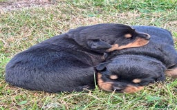 Rottweiler dogs for sale: Stunning Rottweiler puppies  - Image 11