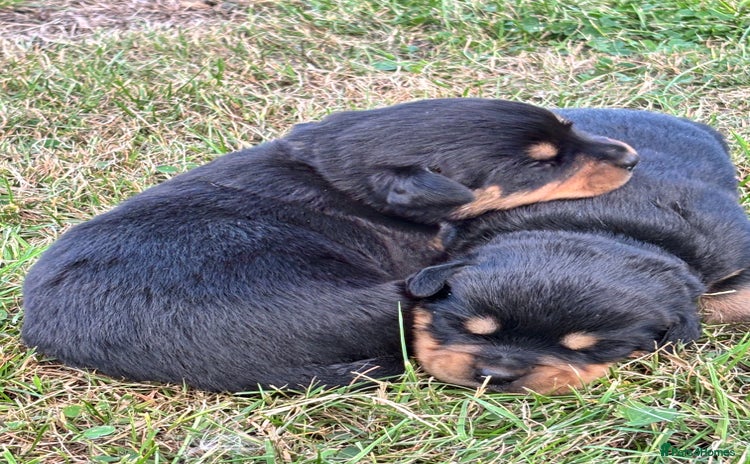 Rottweiler dogs - Advert 2