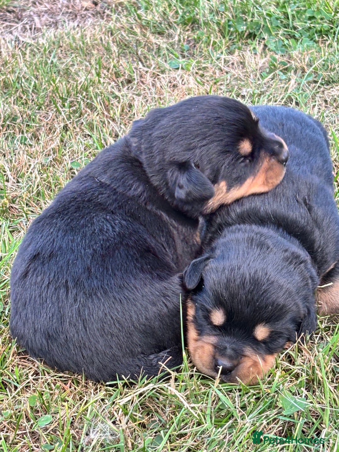Rottweiler dogs for sale: Stunning Rottweiler puppies  - Image 11