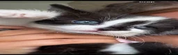 Mixed Breed cats for sale: Stunning black and white girl kitten - Advert 2
