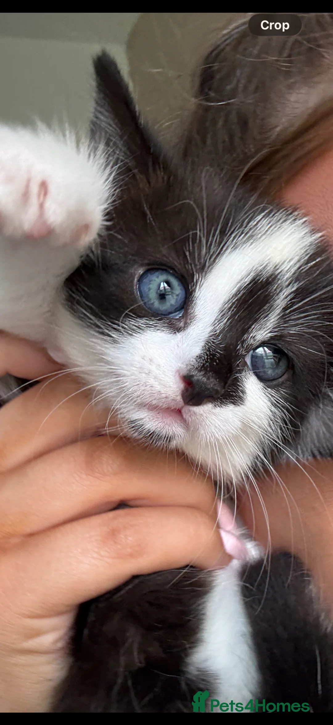 Mixed Breed cats for sale: Stunning black and white girl kitten - Advert 2
