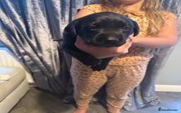Labrador Retriever dogs for sale: Black labradors  - Image 22