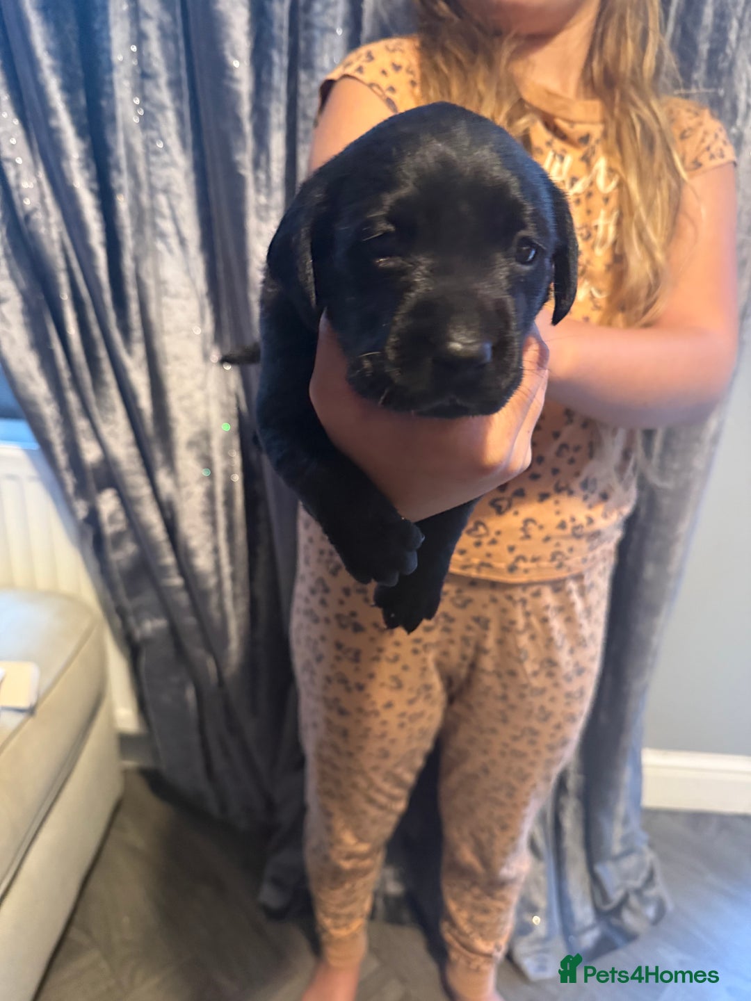 Labrador Retriever dogs for sale: Black labradors  - Image 22