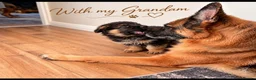 German Shepherd dogs for sale: EXCEPTIONAL KC REG GERMAN SHEPHERD PUPPIES - Advert 6