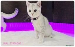 Scottish Fold cats for sale: Scotish Fold Kittens (Delivery available) - Image 3