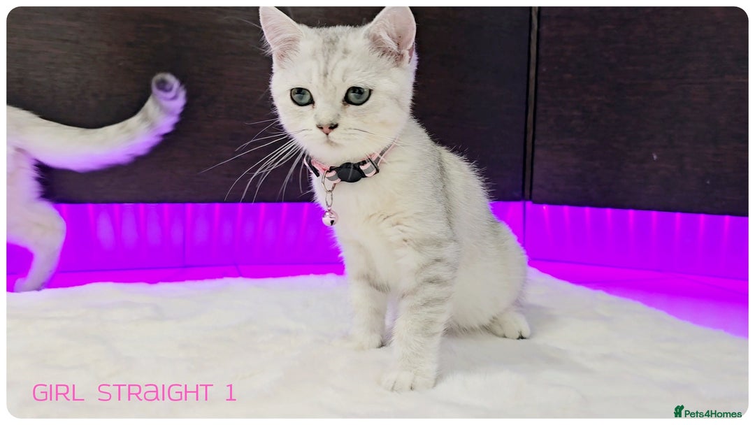 Scottish Fold cats for sale: Scotish Fold Kittens (Delivery available) - Image 3