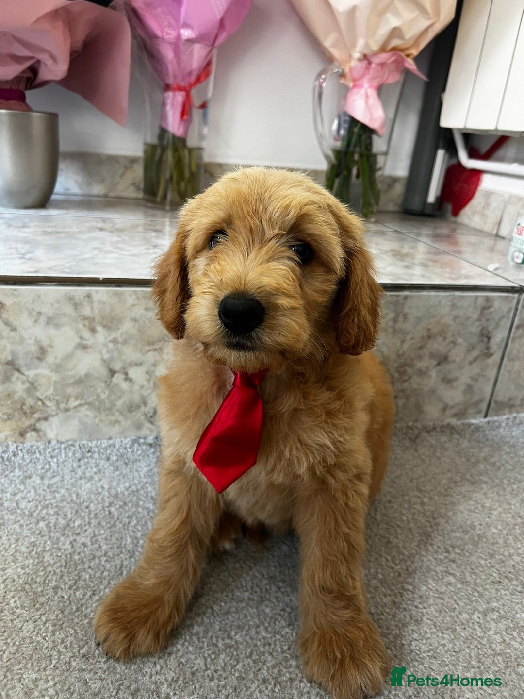 Mini Goldendoodle dogs for sale: GoldenDoodles Date of birth 01.05.2025 - Image 8