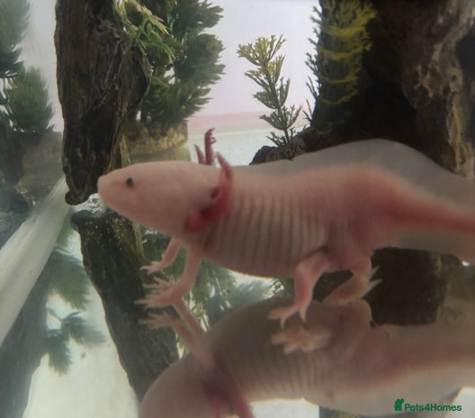 Axolotl reptiles - Advert 15