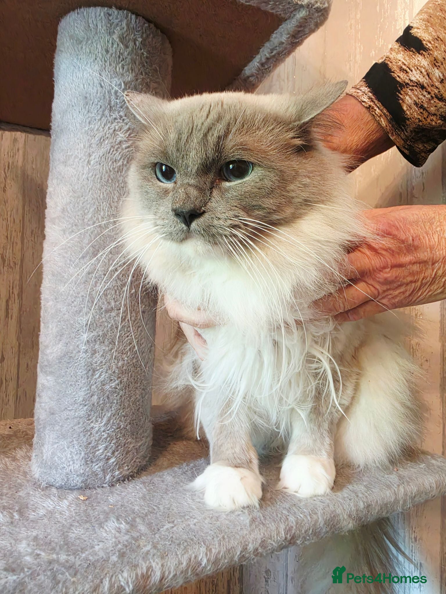 Ragdoll cats Gorgeous Male Ragdoll for sale  - Advert 4