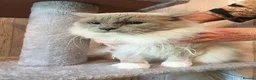 Ragdoll cats for sale: Gorgeous Male Ragdoll for sale  - Advert 1