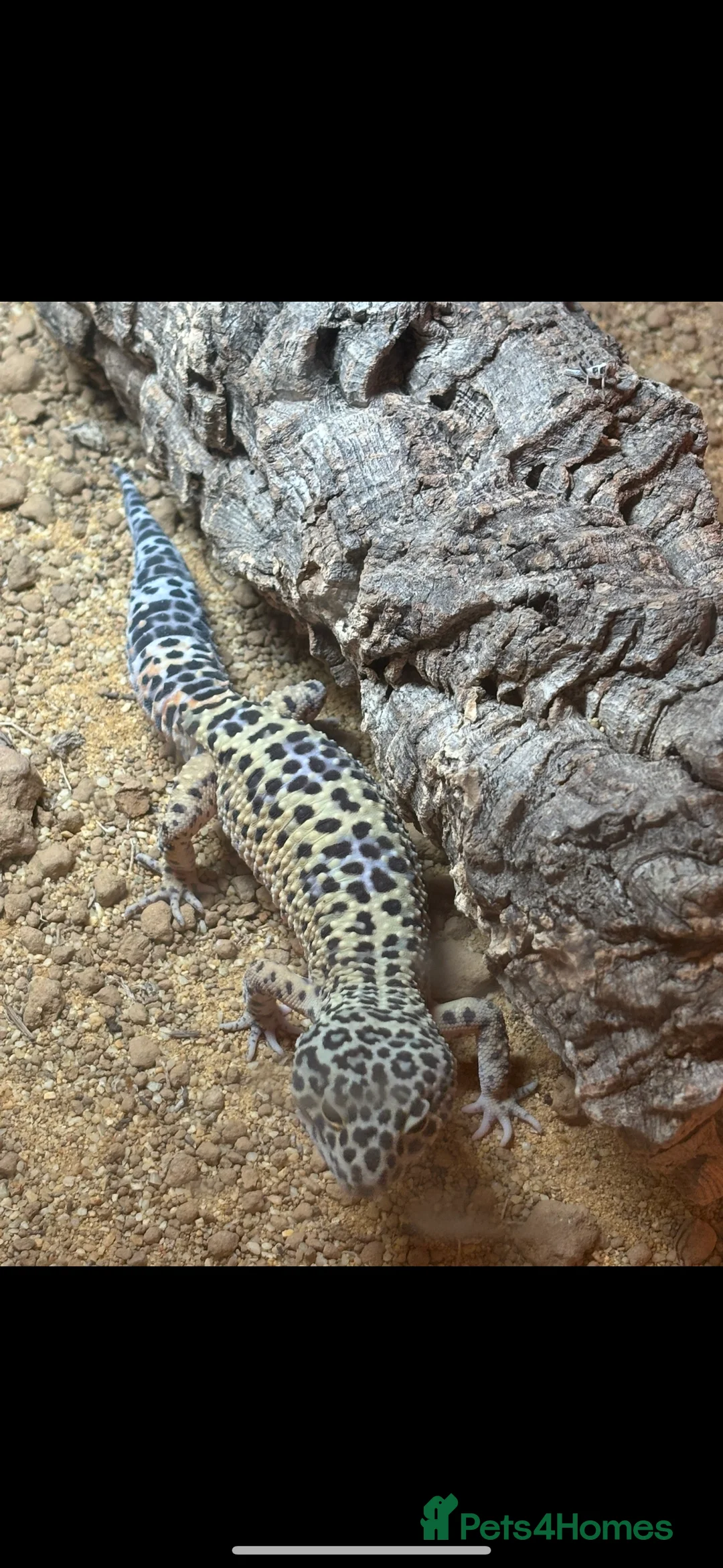 Leopard Gecko reptiles for sale: Male leopard gecko - Advert 1