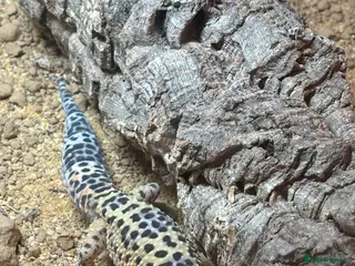 Leopard Gecko reptiles Male leopard gecko - Advert 11