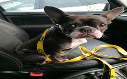 Mixed Breed dogs for adoption: ❤️Binx - 3 yo Frenchie x Boston terrier girl ❤️ - Image 15