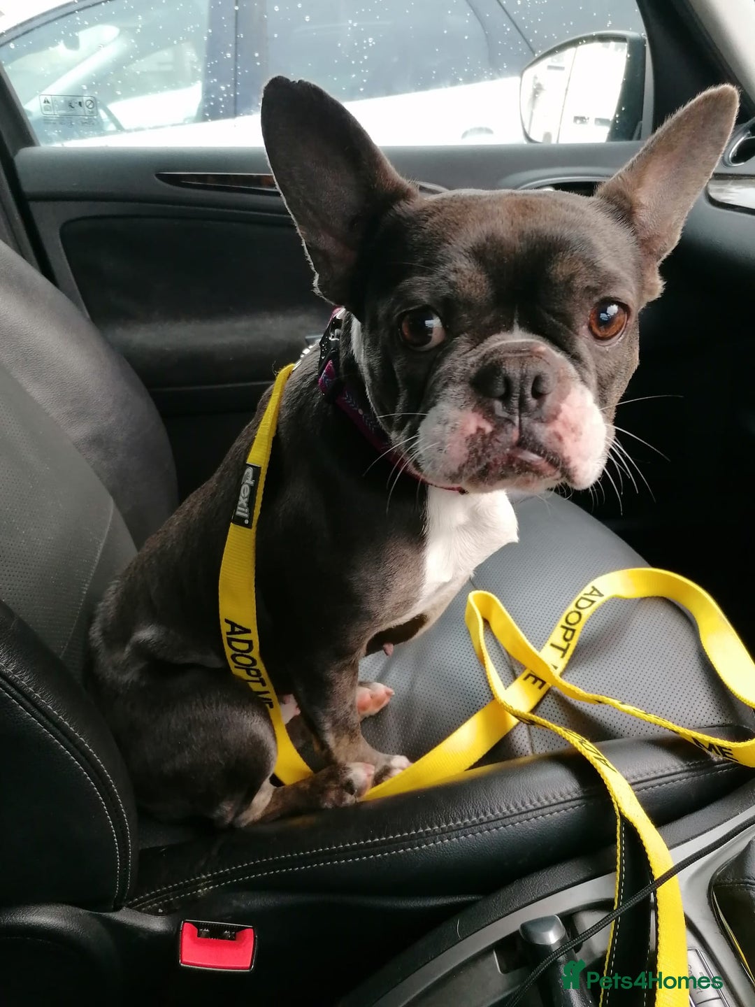Mixed Breed dogs for adoption: ❤️Binx - 3 yo Frenchie x Boston terrier girl ❤️ - Image 15