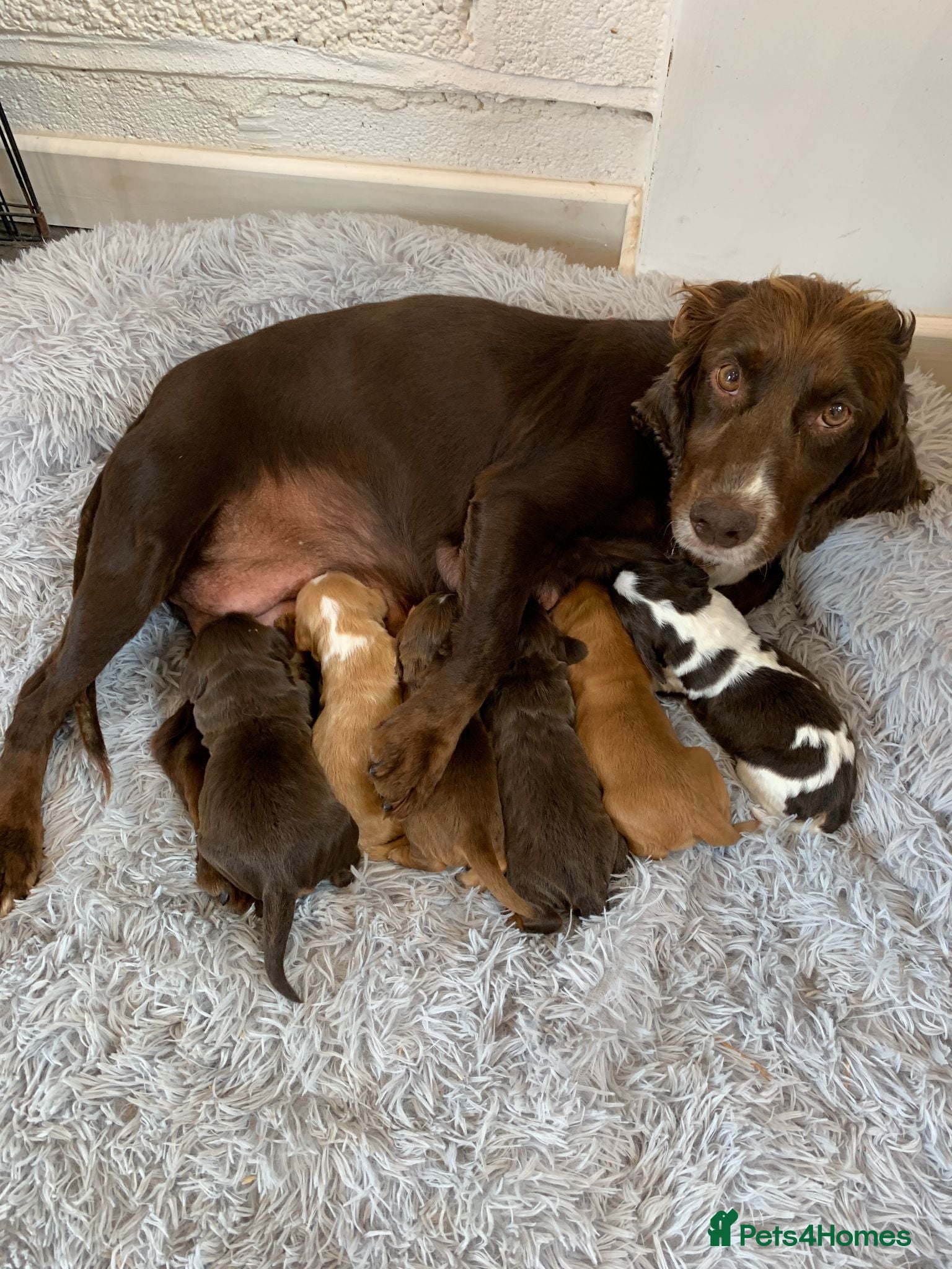 Cocker Spaniel dogs K.C REGISTERED COCKER SPANIEL PUPPIES - Advert 1