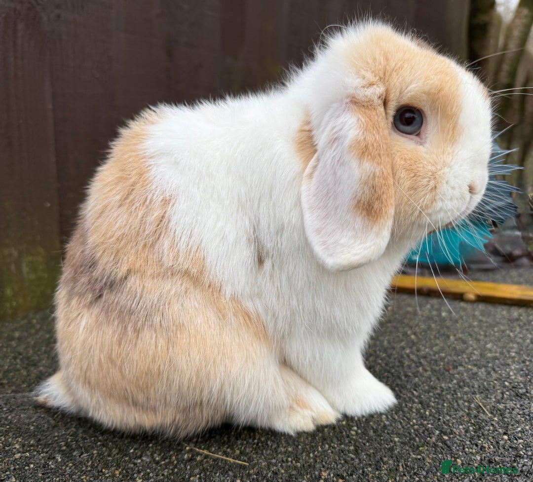 Mini Lop rabbits for sale: Chocolate Harli extreme mini lop buck - Advert 7