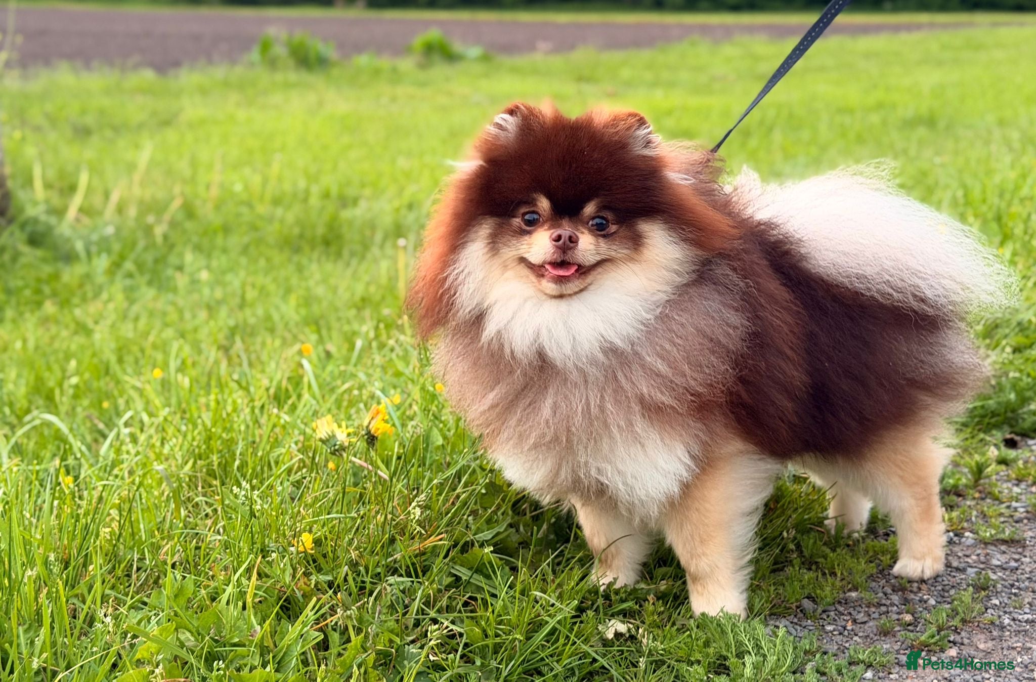 Pomeranian dogs Peanut 🥜 Choc & Tan carrying blue  - Advert 3