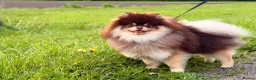 Pomeranian dogs for stud: Peanut 🥜 Choc & Tan carrying blue  - Advert 1