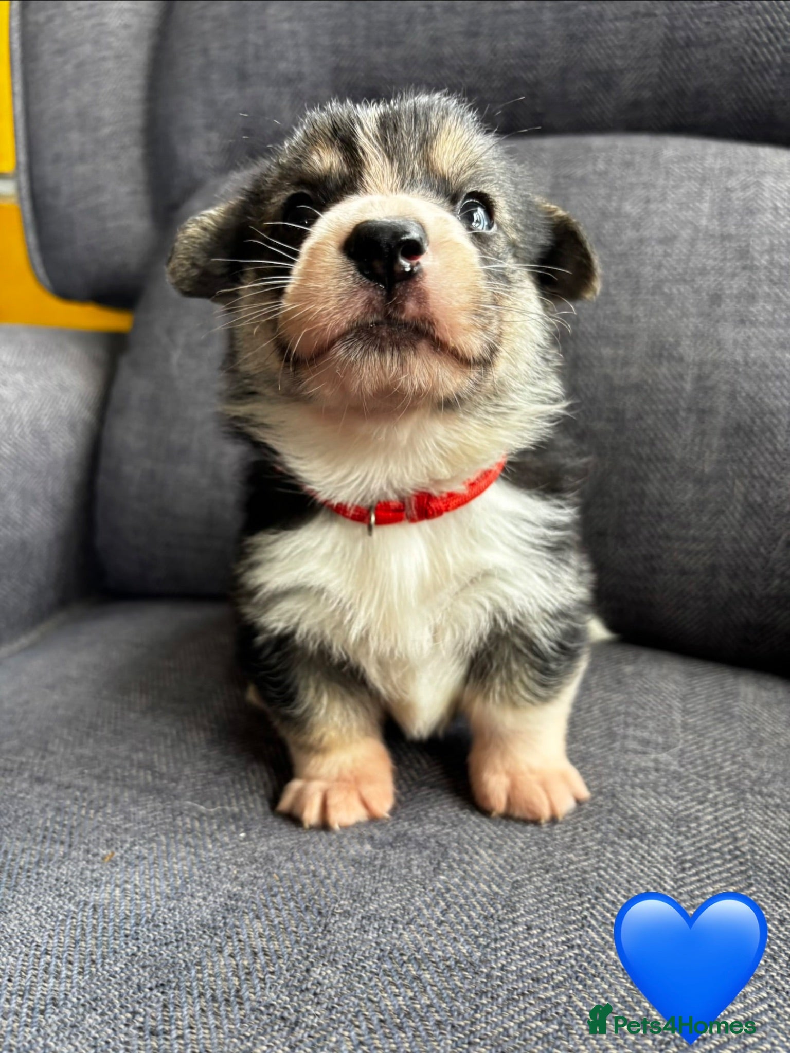 Welsh Corgi Pembroke dogs KC Registered Pembroke Welsh Corgi Puppies - Advert 1