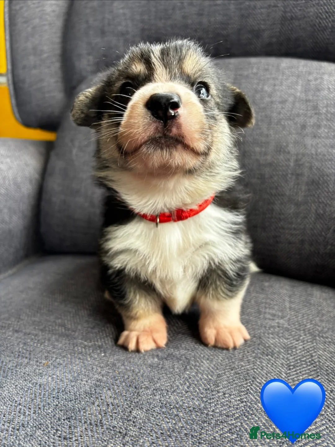 Welsh Corgi Pembroke dogs for sale: KC Registered Pembroke Welsh Corgi Puppies in Salisbury - Advert 1