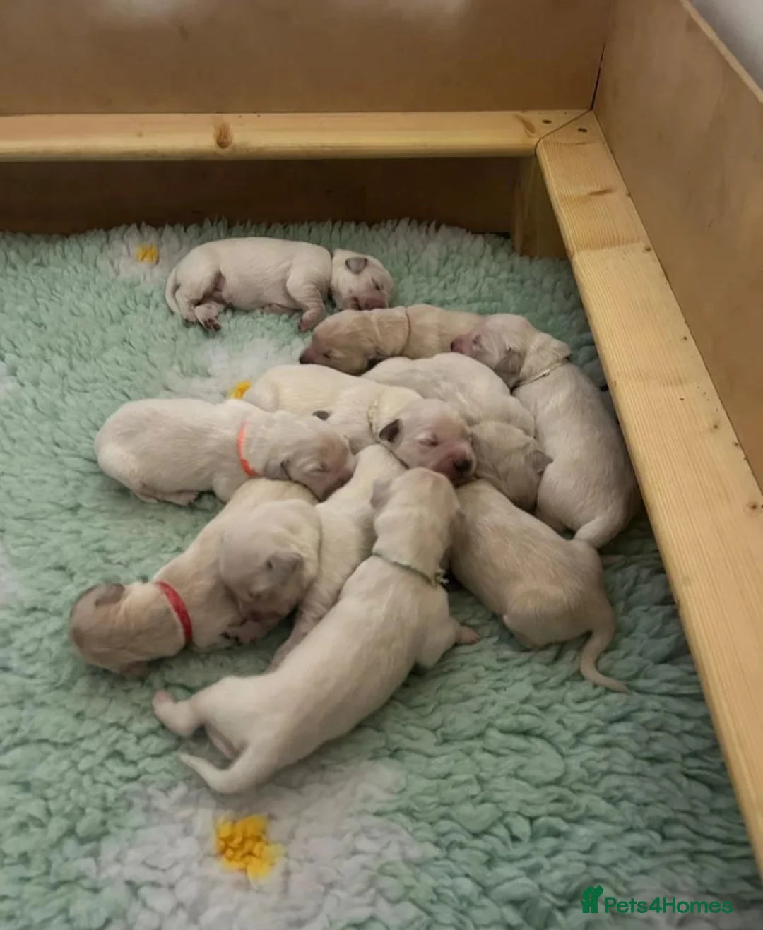 Golden Retriever dogs for sale: 🐾Beautiful Golden Retrievers🐾-not to be missed✨ in London - Advert 4