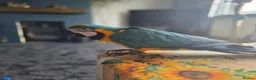 Macaws birds for sale: BLUE & GOLD MACAW, 2 YEARS OLD, COMPLETE SETUP in Maryport - Advert 4