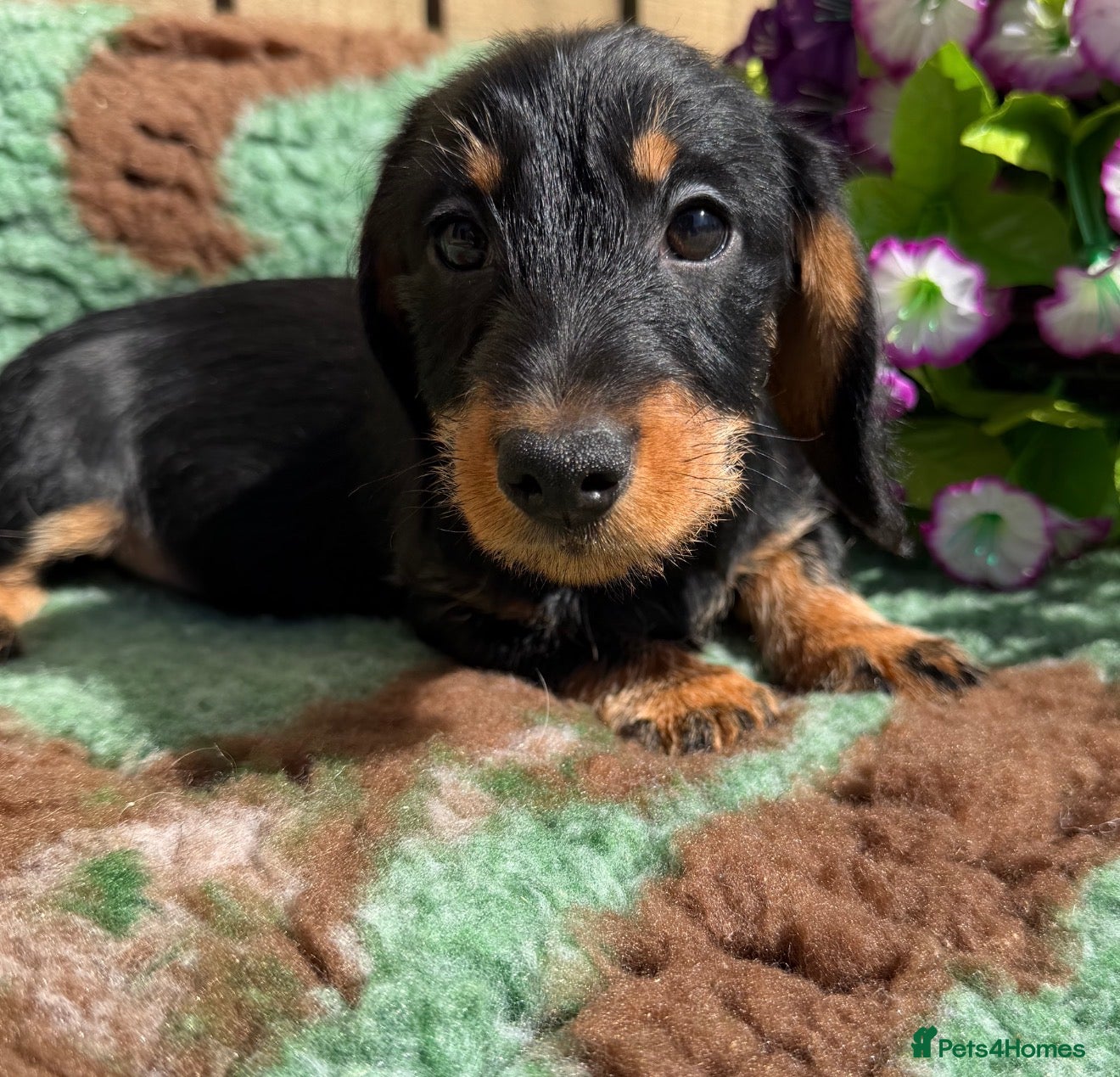 Miniature Dachshund dogs 💜Stunning KC Mini Wirehair Dachshunds💜 - Advert 4
