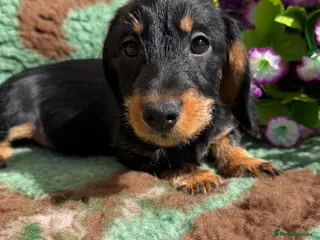 Miniature Dachshund dogs 💜Stunning KC Mini Wirehair Dachshunds💜 - Advert 4
