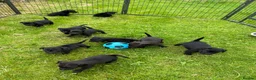 Patterdale Terrier dogs for sale: Patterdale Terrier Puppies - Advert 5