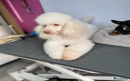 Cockapoo dogs for sale: Cockapoo Babies - Image 5
