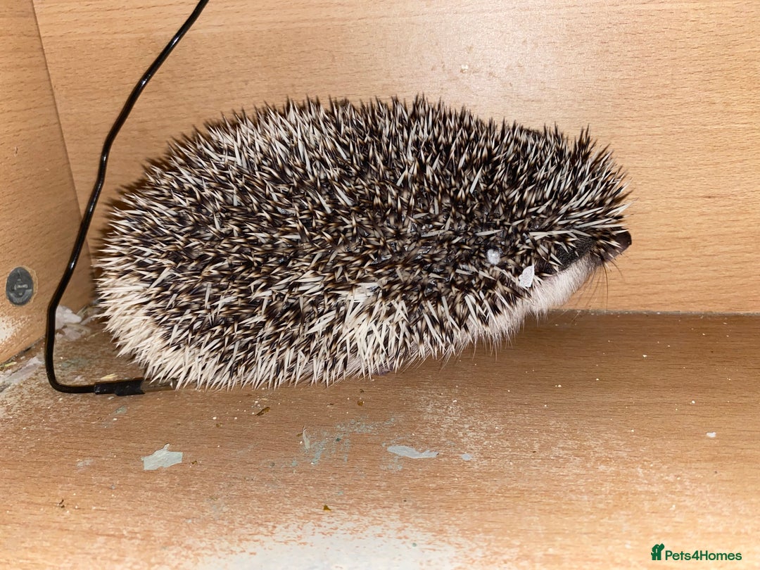 Pygmy Hedgehog rodents for sale: Male hedgehog - Image 3