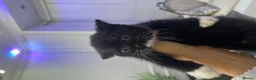Mixed Breed cats for sale: mixed breed tuxedo kittens - 1 male and female - Advert 4