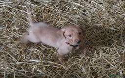 Labrador Retriever dogs for sale: Fox Red Labrador Pups - Image 2