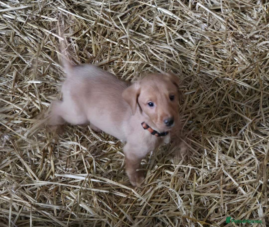 Labrador Retriever dogs for sale: Fox Red Labrador Pups - Image 2