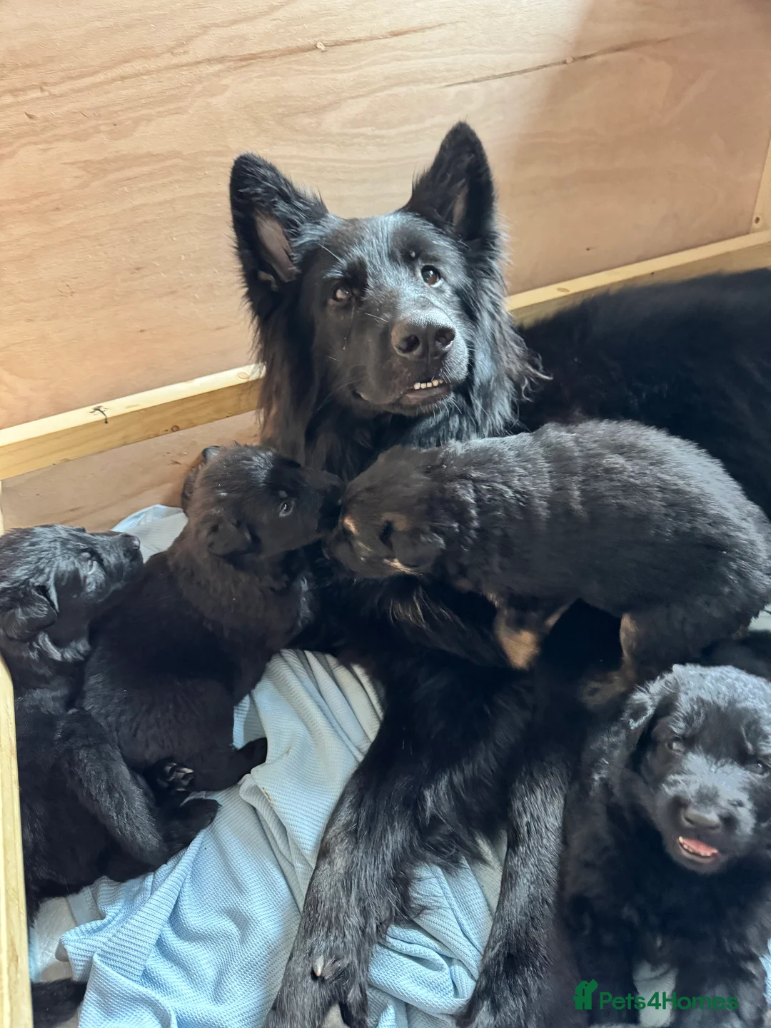 German Shepherd dogs for sale: German Shepherd Puppies - Advert 2