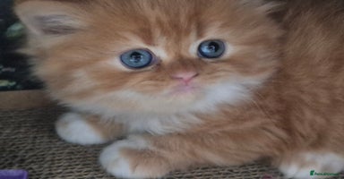Scottish Fold cats - Advert 16