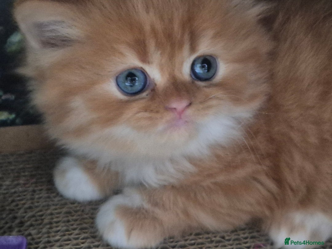 Scottish Fold cats for sale: Three stunning kittens - Image 2