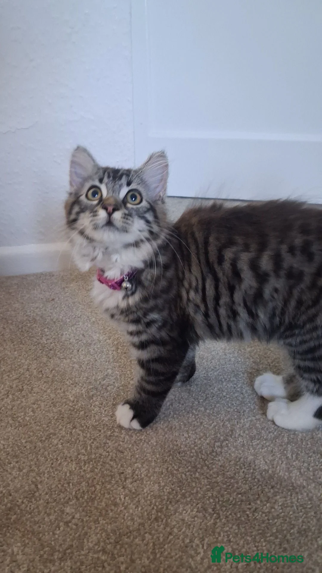 Mixed Breed cats for sale: Ragdoll kitten, female for sale in Preston - Advert 2