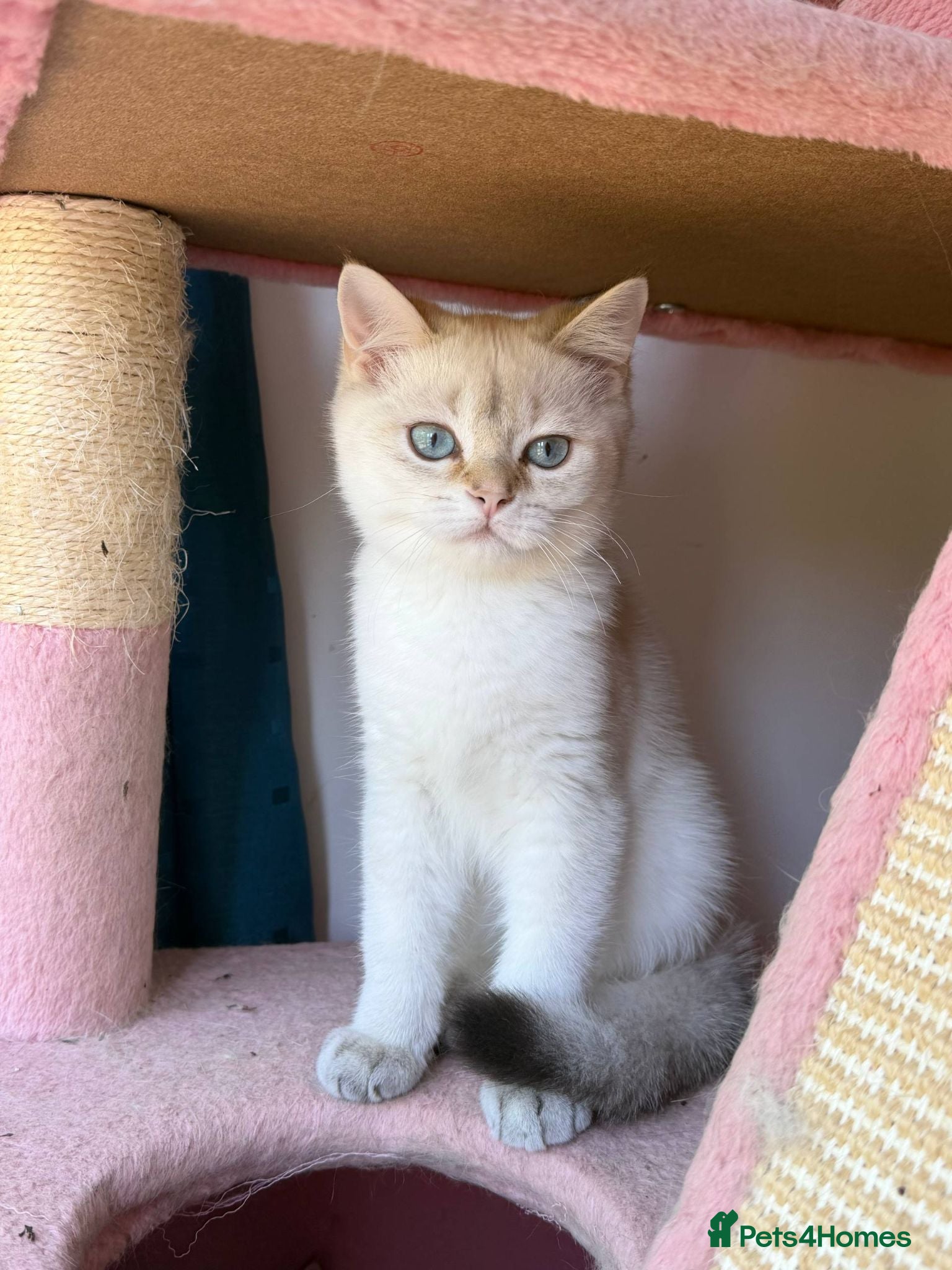 British Longhair cats Stunning  White British Kittens Vaccinated - Advert 4