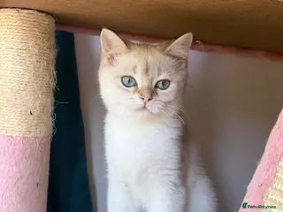 British Longhair cats Stunning White British Kittens Vaccinated - Advert 4