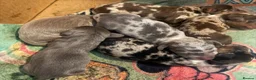 Miniature Dachshund dogs for stud: PRA CLEAR BLUE PIED DAPPLE MINIATURE DACHSHUND - Advert 18