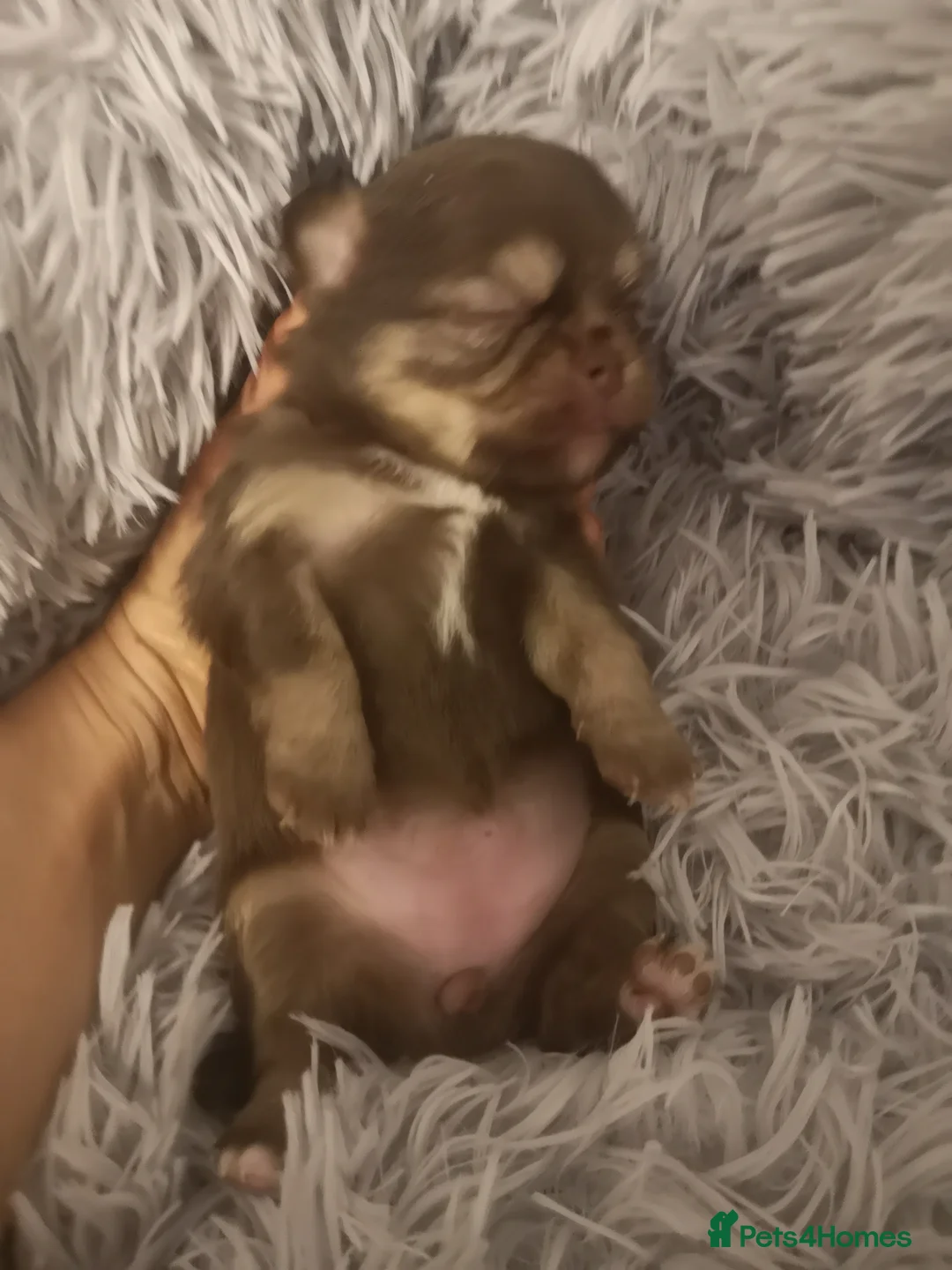 Chihuahua dogs for sale: Long haired chihuahua puppies - Advert 13