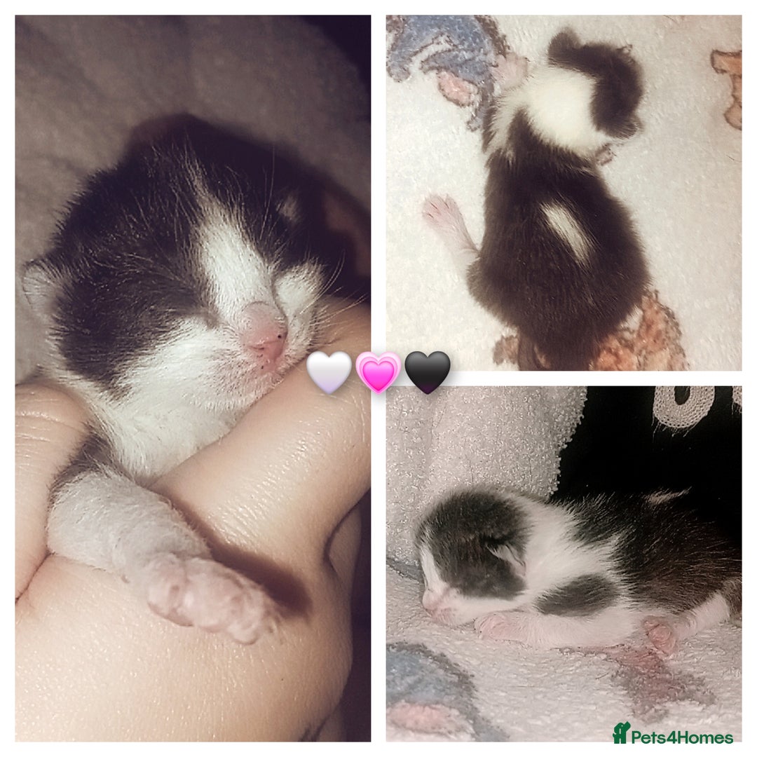 Mixed Breed cats for sale: 3 beautiful kittens - Advert 3