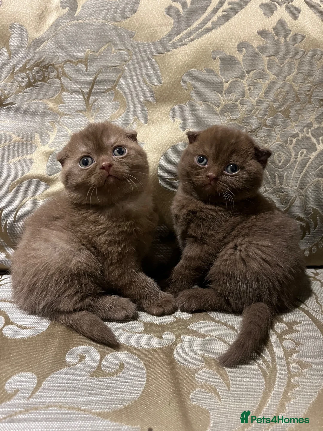 Scottish Fold cats for sale: Super Special Scottish fold - last two! - Advert 1