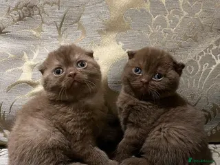 Scottish Fold cats Super Special Scottish fold - last two! - Advert 3