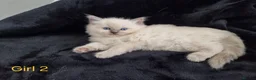 Ragdoll cats for sale: 4 Beautiful Ragdoll Kittens 🐯🌷🐯🪻🐯 - Advert 9