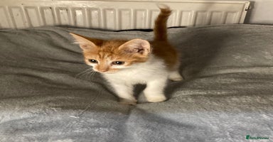 Mixed Breed cats - Advert 13