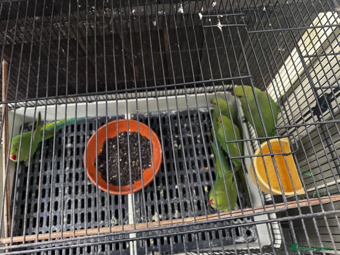 Parrots birds for sale: Parrots  in Mitcham - Advert 2