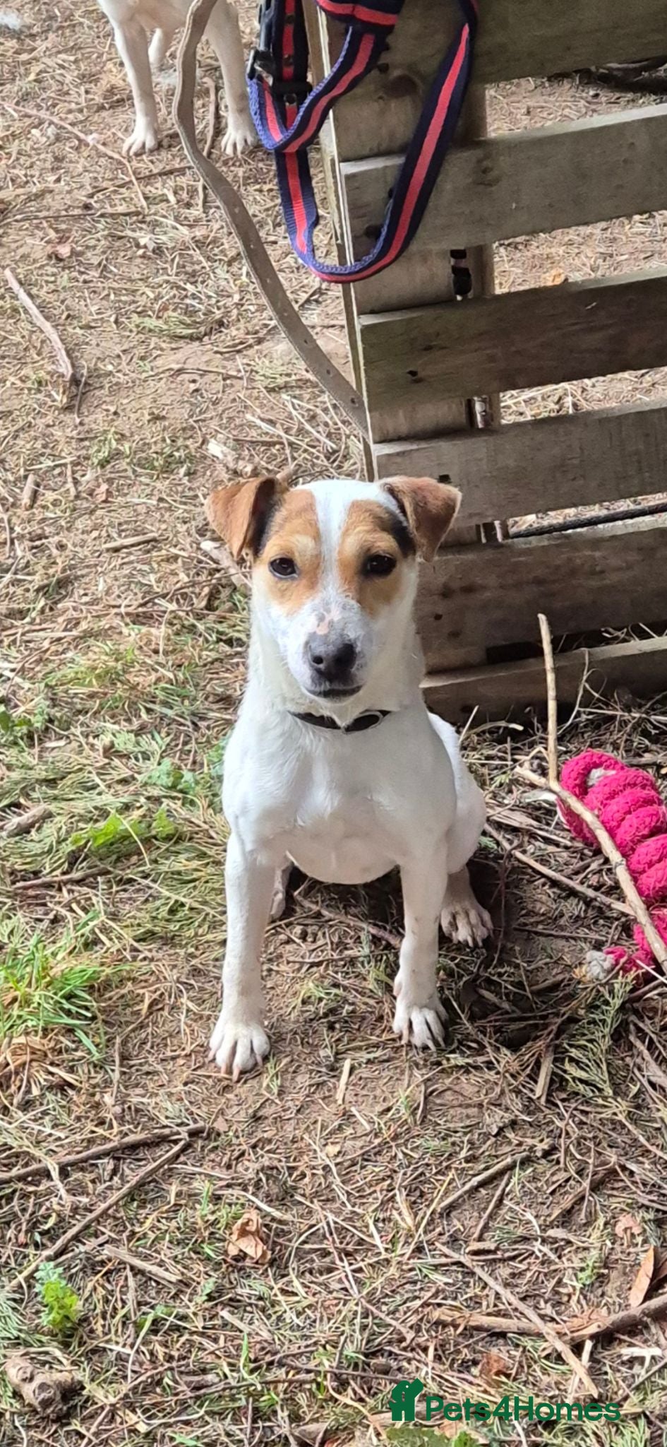 Jack Russell dogs Jack russel female - Advert 13